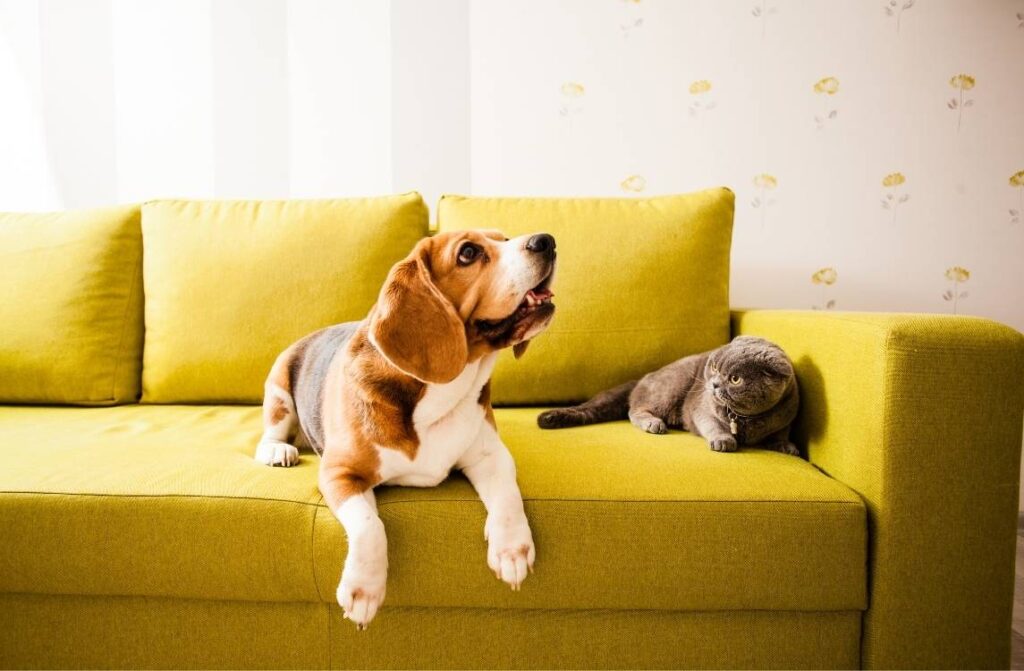 Un perro y un gato sentados juntos en un sofá, mostrando una convivencia tranquila y amistosa.